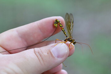 Megarhyssa perlata, Unique Parasitoid Of Horntail Wasps Larvae In wood, trunks of Trees. A large wasp held in a hand.