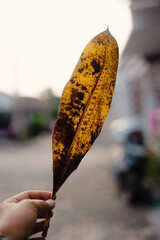Close-up of a hand holding a textured, speckled, dried leaf with blurred background elements