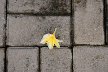 A solitary plumeria blossom rests gracefully on a weathered concrete paver surface background