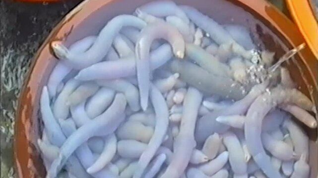 South Korean Seafood Stall Shows Gaebul In Large Tub