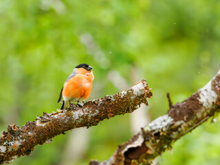 Male Eurasian bullfinch in natural habitat, Abisko