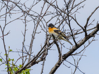 Brambling in mountain birch forest, Abisko