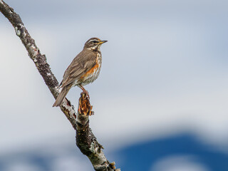 Redwing in mountain woodland, Abisko