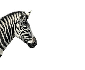 Zebra portrait wildlife sanctuary animal natural habitat