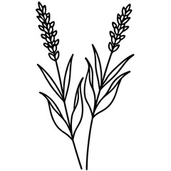 Delicate line art of two lavender sprigs with slender stems and leaves floral botanical
