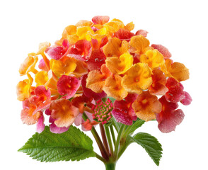 Vibrant lantana flowers nature garden fresh colorful