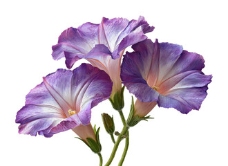 Vibrant purple petunias blooming in a floral