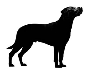 Majestic black dog standing profile silhouette side view
