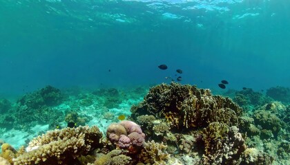 Underwater view of a coral reef with fish swimming