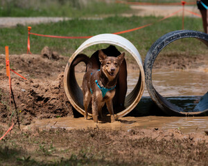 Brown and tan dog coming out of a tube into the mud