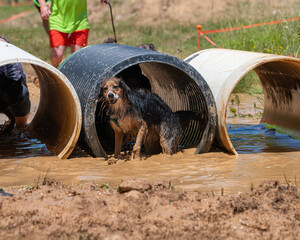 Black and tan dog splashing in the mud