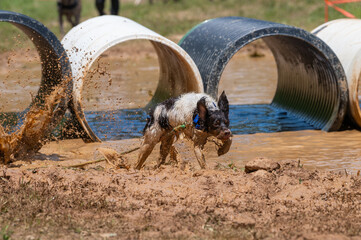 Springer spaniel running in the mud