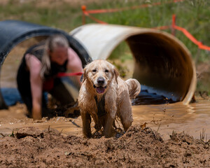 Golden retriever standing in the mud