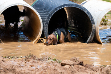 Beagle wearing a vest in the muddy water