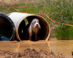 Grey and white bearded collie wet during race