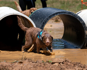 Chocolate Labrador Retriever during a mud race