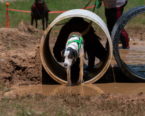 Mixed breed hound dog coming out of a tunnel