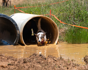 Small dog splashing in the muddy water