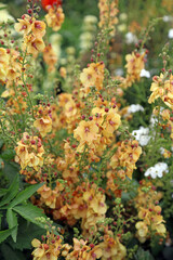 Closeup of a bed of orange Mullein blooms, Kent England
