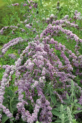 Alternate-leaved butterfly bush in full bloom, Kent England
