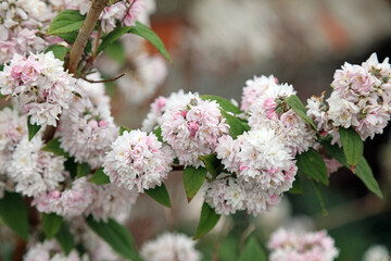 Closeup of a branch of Fuzzy Pride of Rochester blooms, Kent England

