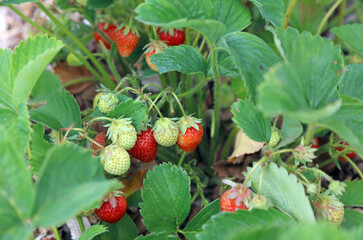 Cluster of Strawberries ripening in early June, Kent England
