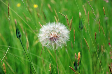 Macro image of a Goat's Beard seedhead, Kent England
