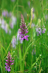 Macro image of a Common Spotted Orchid flower spike just starting to open, Kent England
