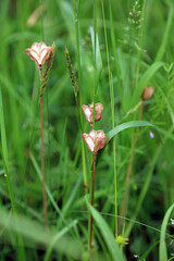 Macro image of open Snake's Head Fritillary seed pods, Kent England
