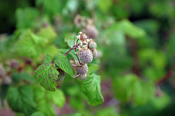 Macro image of Raspberries in June, Kent England

