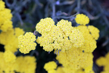 Macro image of Yarrow flowers, Kent England
