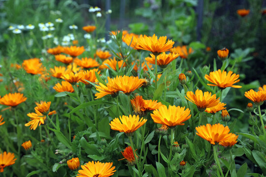 Side view of a patch of Pot Marigold flowers, Kent England
