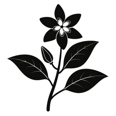 jessamine flower silhouette vector  on white-background