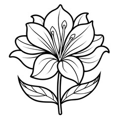 kaffir lily flower line art-on-white-background
