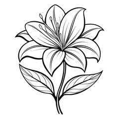 kaffir-lily flower line art vector isolated on-white-background