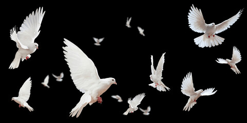 Flock of doves stock image in black background