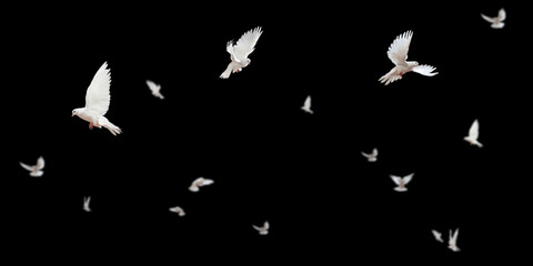 Flock of doves stock image in black background