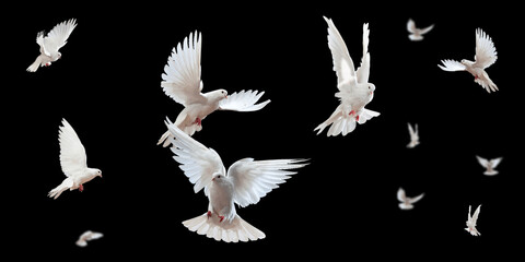 Flock of doves stock image in black background