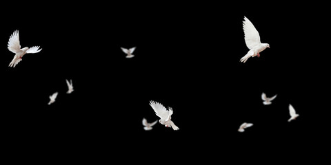 Flock of doves stock image in black background