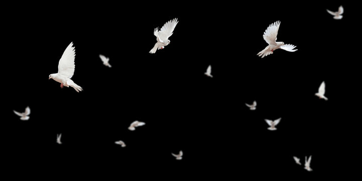 Flock of doves stock image in black background