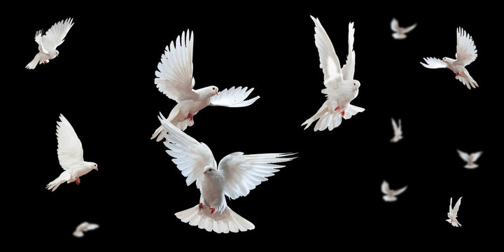 Flock of doves stock image in black background
