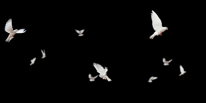 Flock of doves stock image in black background