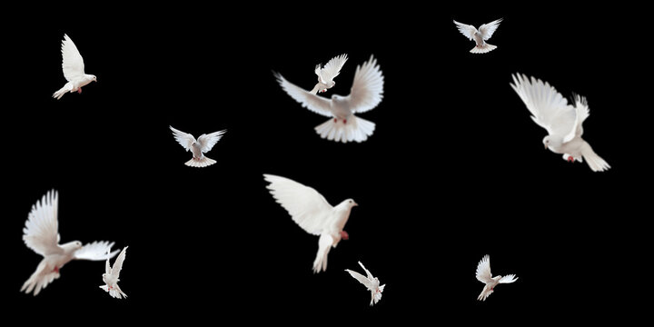 Flock of doves stock image in black background