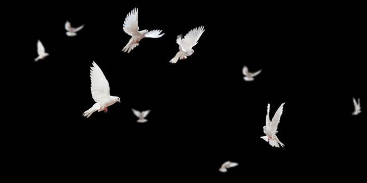 Flock of doves stock image in black background