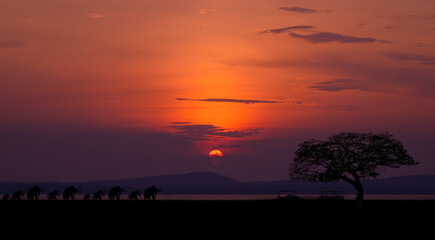 Safari theme. Amazing sunset and sunrise.Panorama silhouette tree in africa with sunrise. Dark tree on open field dramatic sunrise.