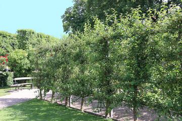 Free-standing espalier fruit trees (Copenhagen, Denmark)