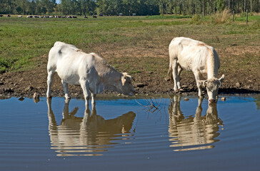 Vache, race Charolaise