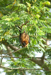 roussette des Seychelles, pteropus seychellensis, Ile Cousin, Seychelles