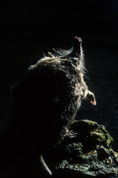 Desman des Pyr&eacute;n&eacute;es, Rat trompette, Galemys pyrenaicus, 64, Pyr&eacute;n&eacute;es Atlantiques