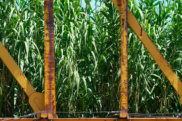 Close-up of yellow centerbeam car sitting idle in a rail siding on a sunny Texas summer afternoon with invasive giant reeds growing trackside.